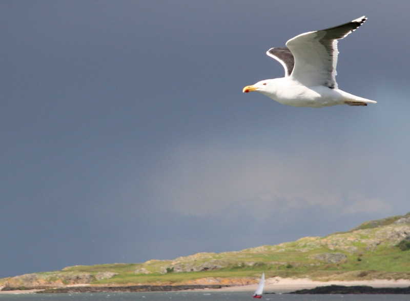 Seagull Ireland 1.jpg - Seagull